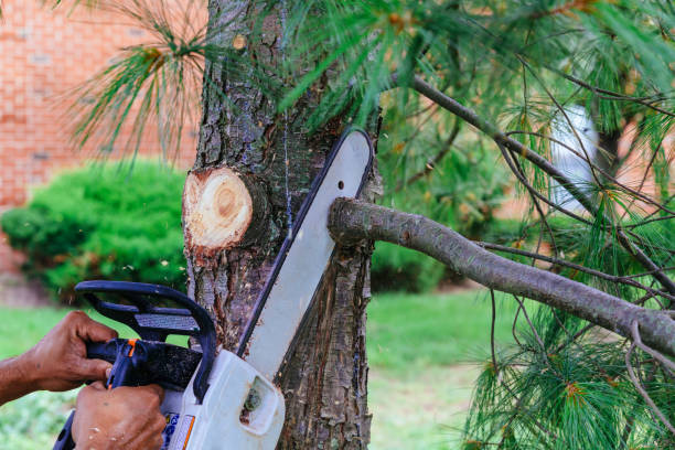 Licensed and Insured Tree Experts